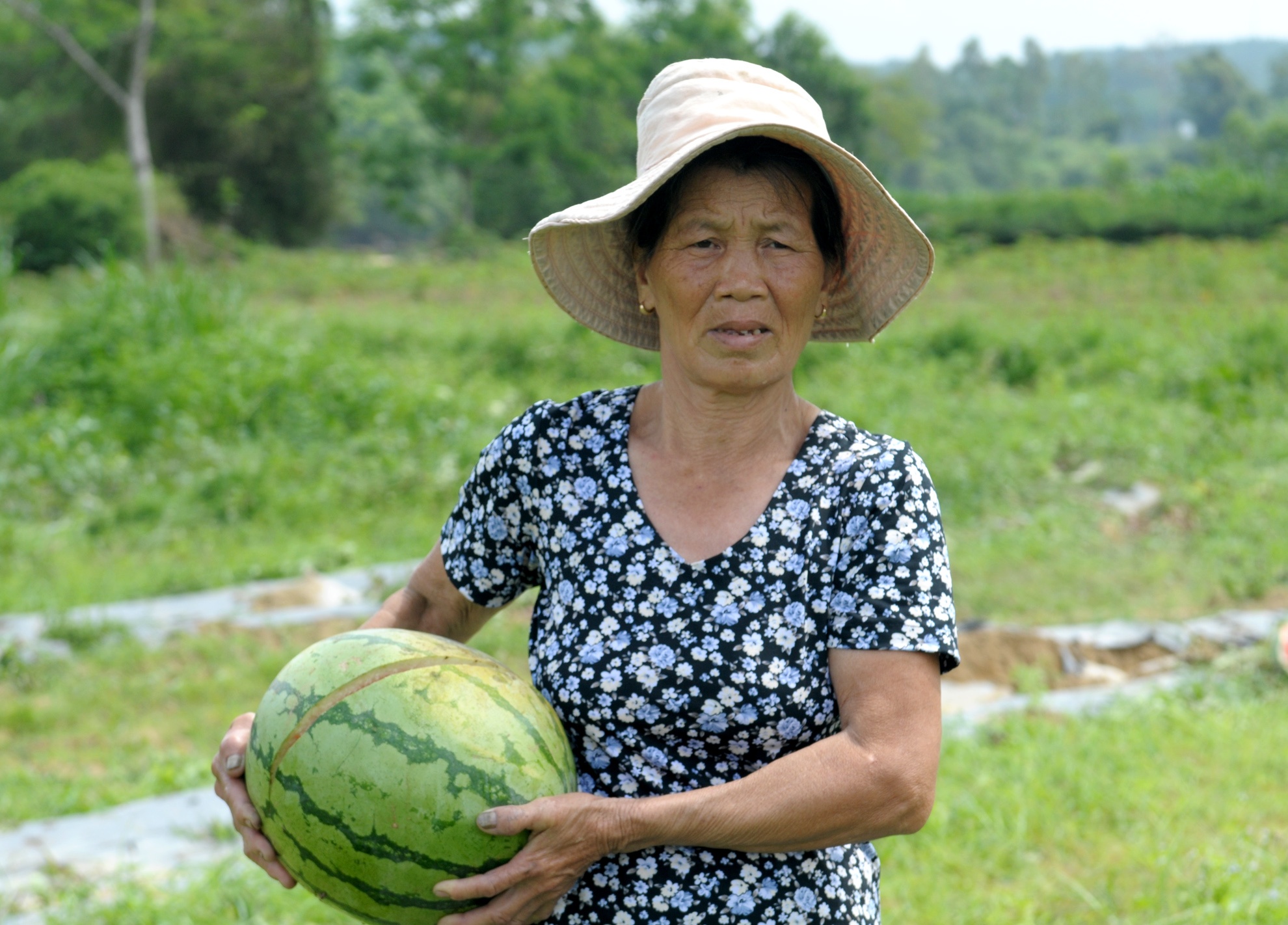 giai cuu dua hau,  dua hau con 1.000 dong/kg anh 2