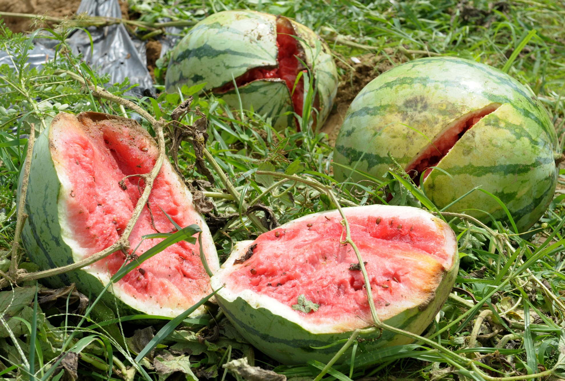 giai cuu dua hau,  dua hau con 1.000 dong/kg anh 4