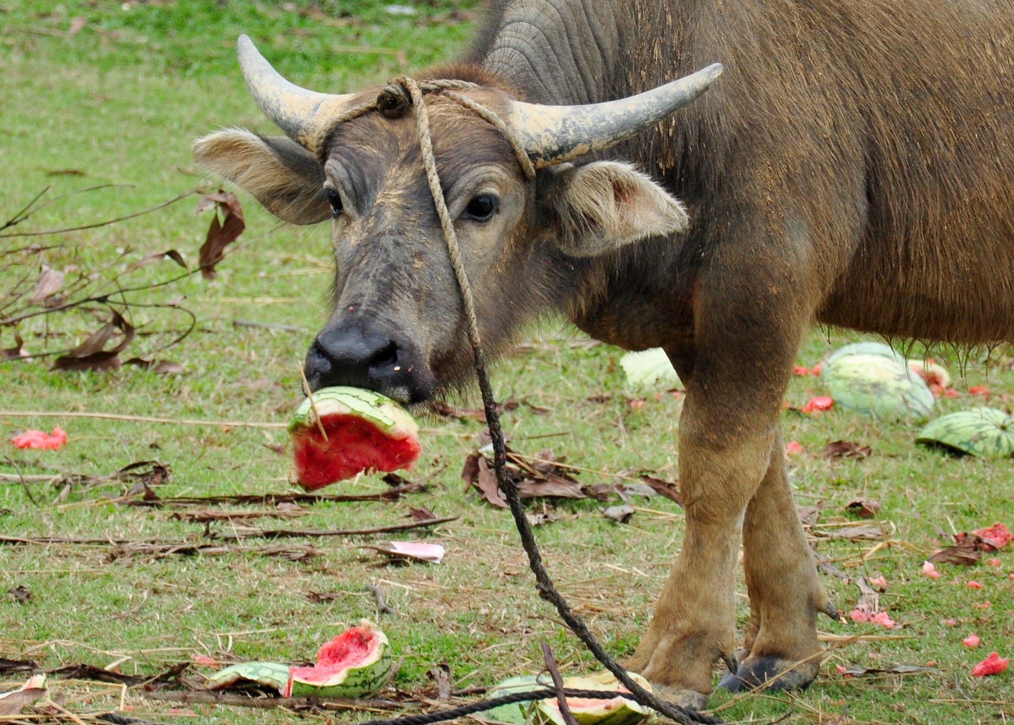 giai cuu dua hau,  dua hau con 1.000 dong/kg anh 6