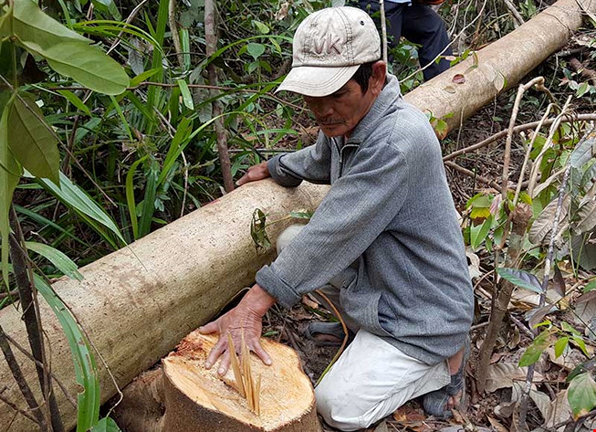 Pho thu tuong yeu cau Phu Yen lam ro vu pha rung nuoi bo hinh anh