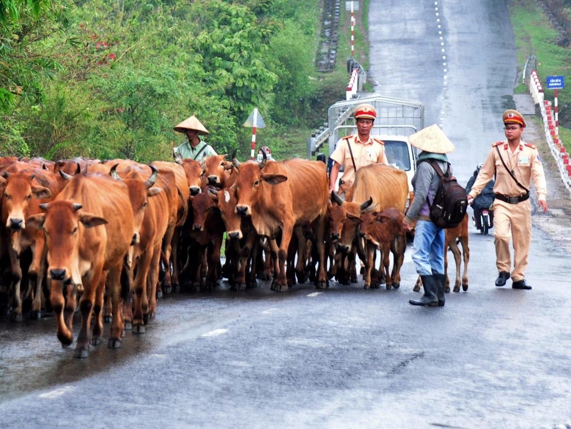 Canh sat giao thong Dak Lak lua bo tren quoc lo hinh anh