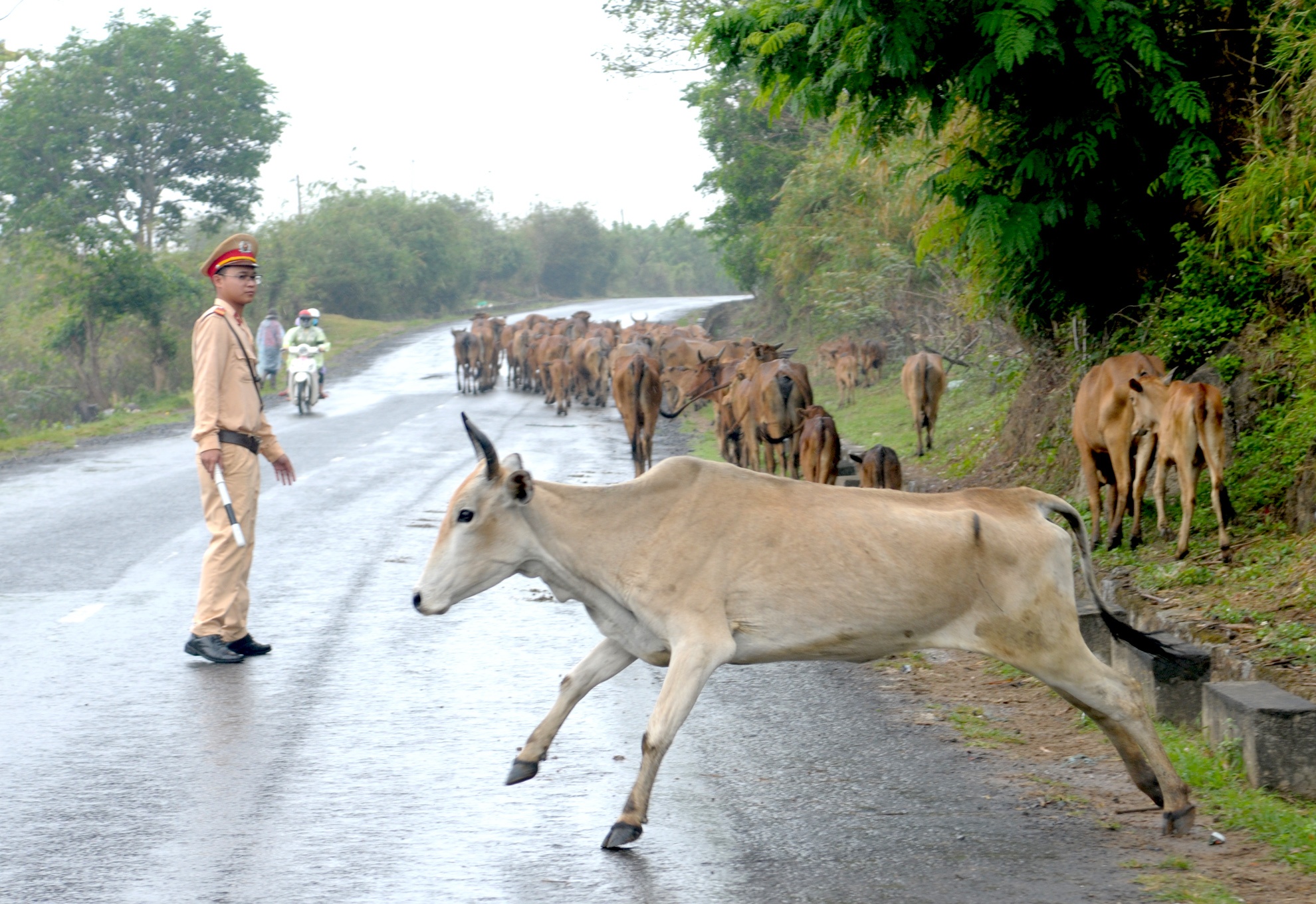 Canh sat vat va voi bo tren quoc lo 27 anh 8
