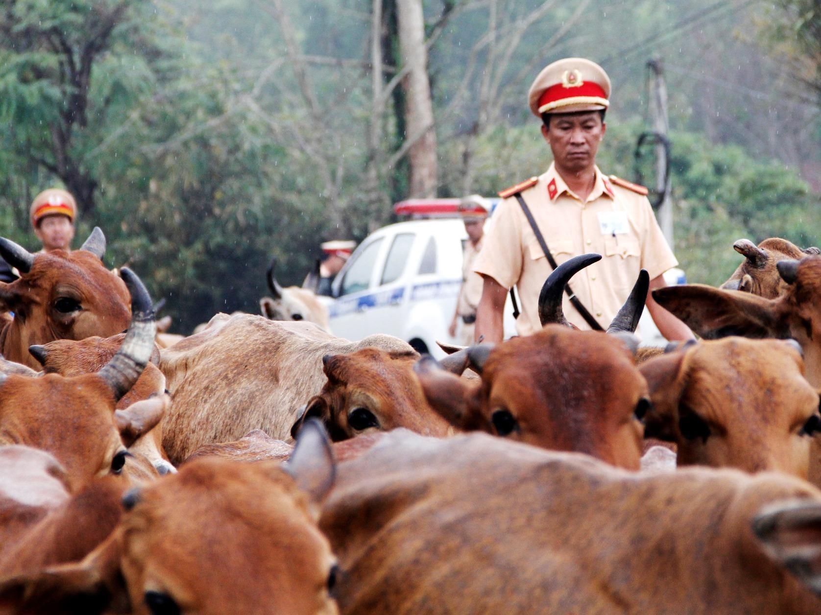 Canh sat giao thong lua bo tren quoc lo hinh anh
