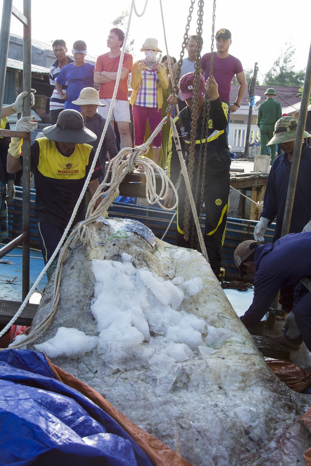 Cá 400 kg mắc lưới ngư dân Quảng Ngãi  ảnh 1 Ca 400 kg mac luoi ngu dan Quang Ngai anh 1