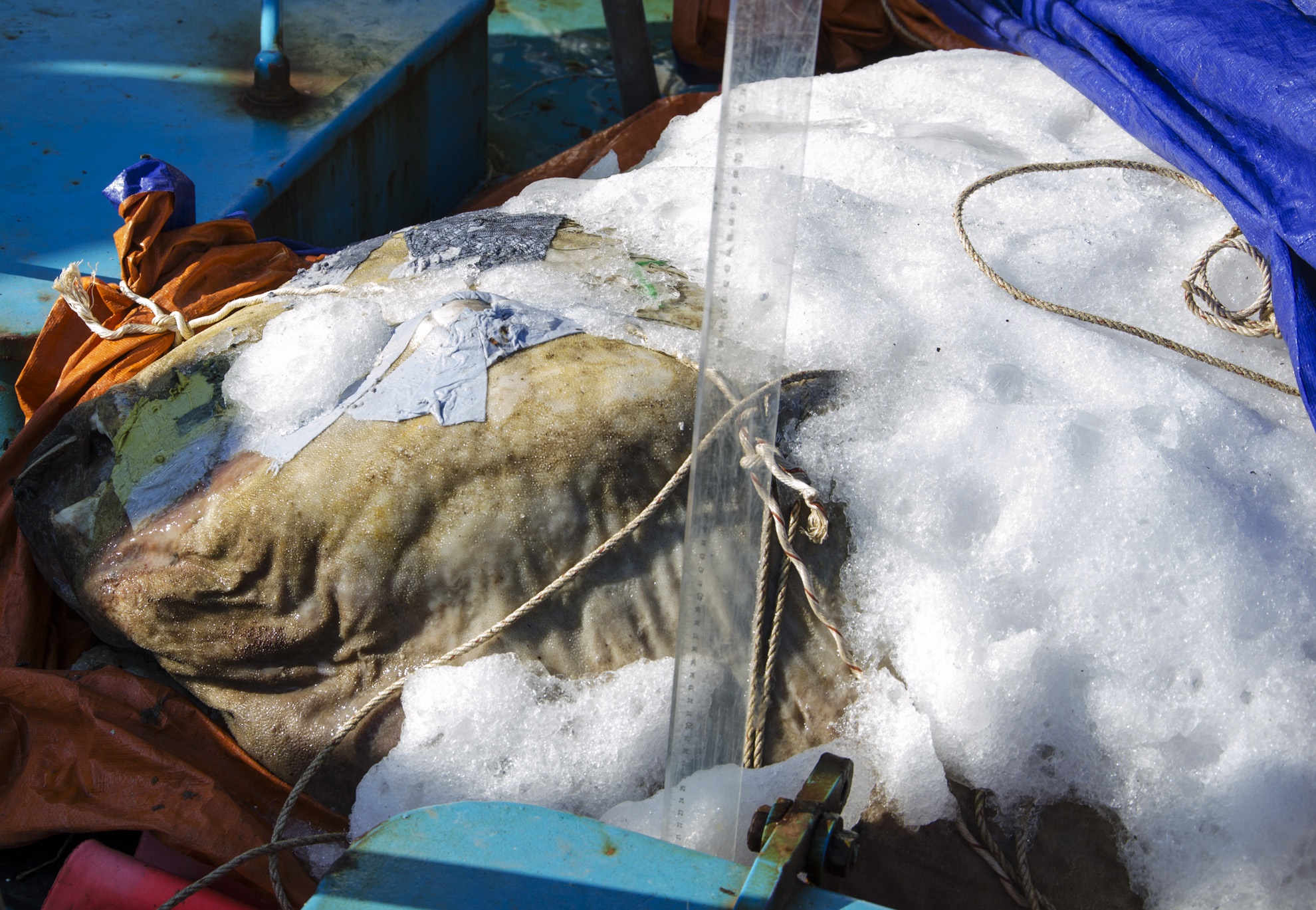 Ngu dan vot duoc ca la nang 400 kg o vung bien Truong Sa hinh anh