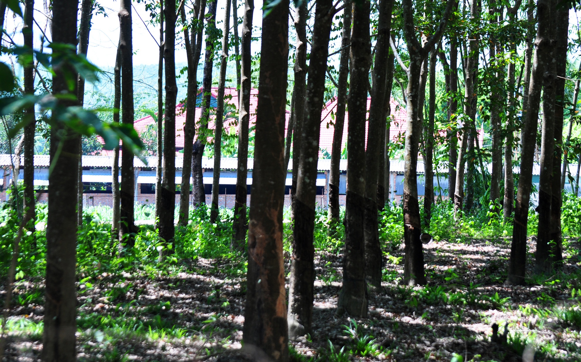 Biet phu cua Uy vien Thuong vu Tinh uy Kon Tum anh 8