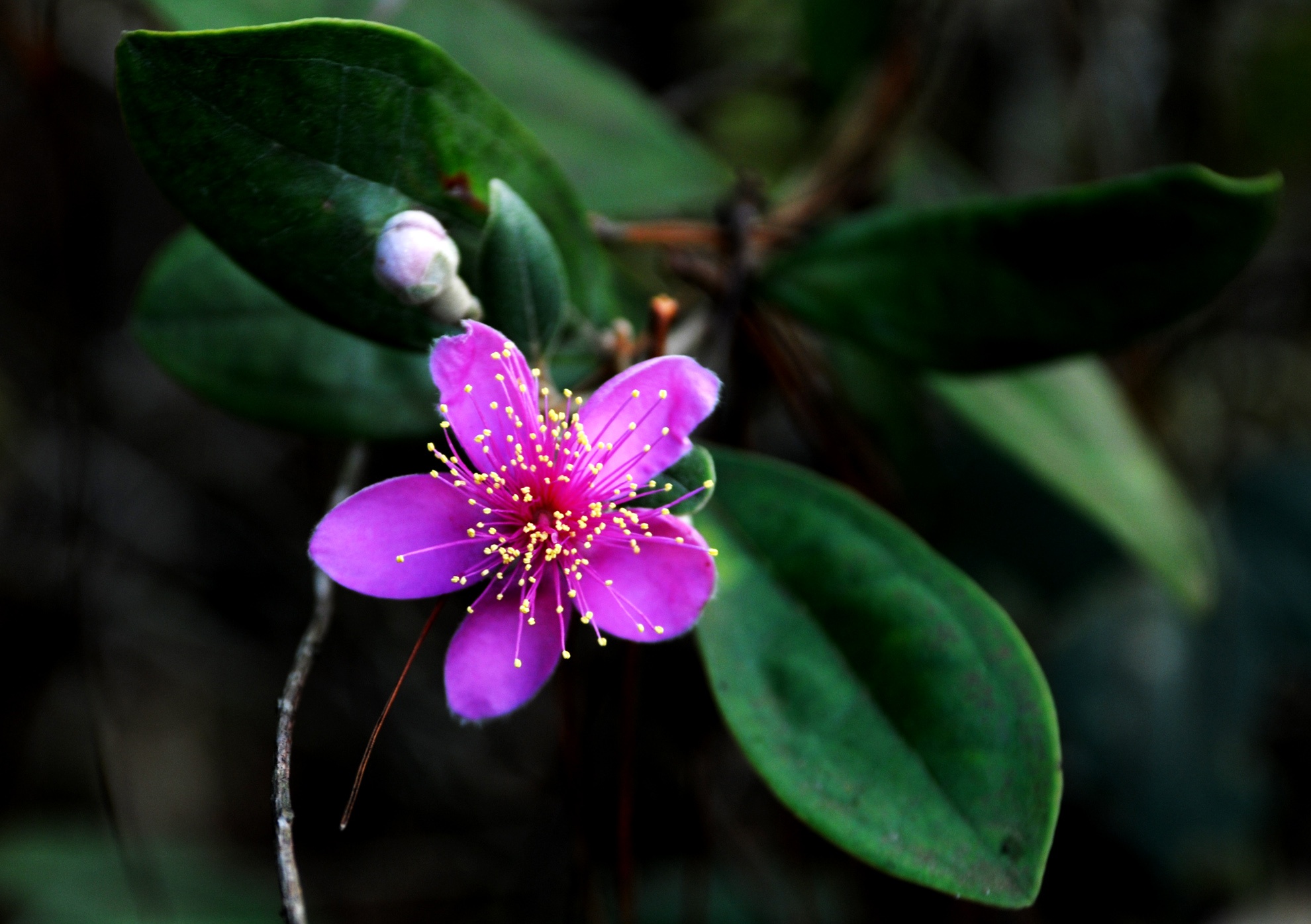 Du lich sinh thai Mang Den anh 11