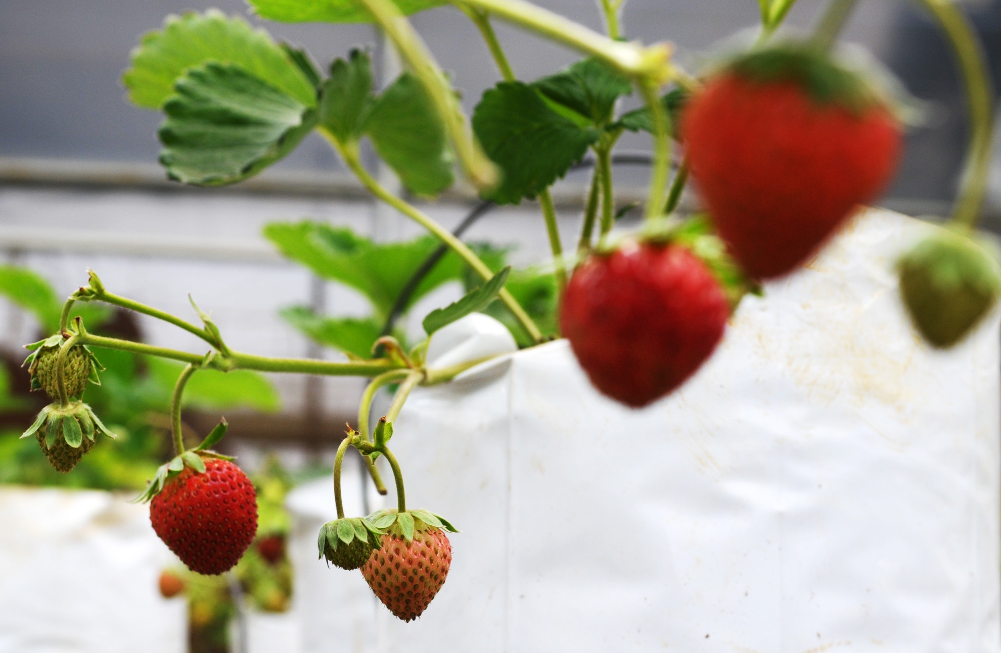 Du lich sinh thai Mang Den anh 12