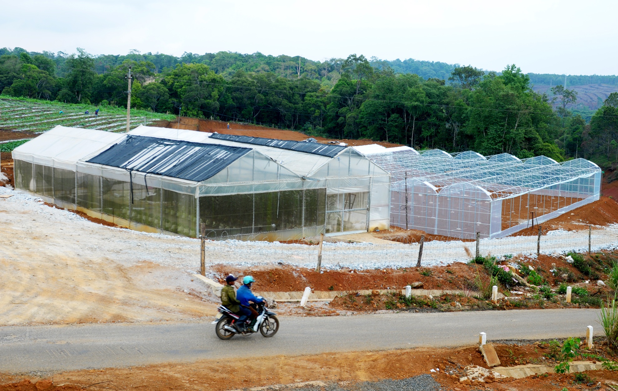 Khu nong nghiep cong nghe cao Mang Den anh 10