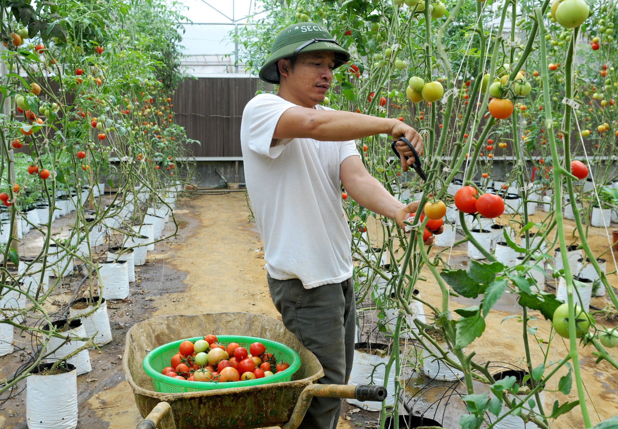 Khu nong nghiep cong nghe cao Mang Den anh 1