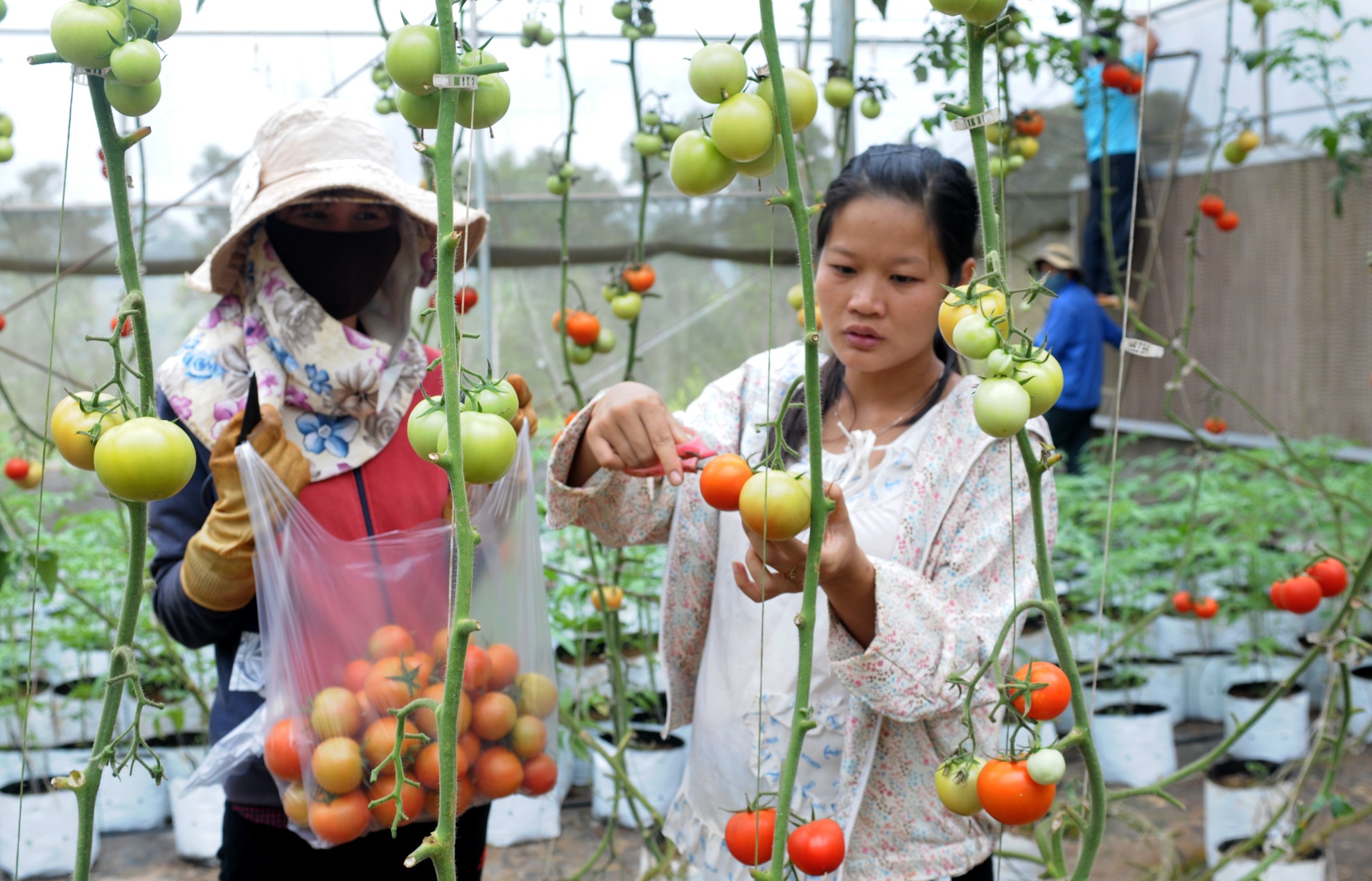 'Ca chua sach' sieu trai o Tay Nguyen hinh anh
