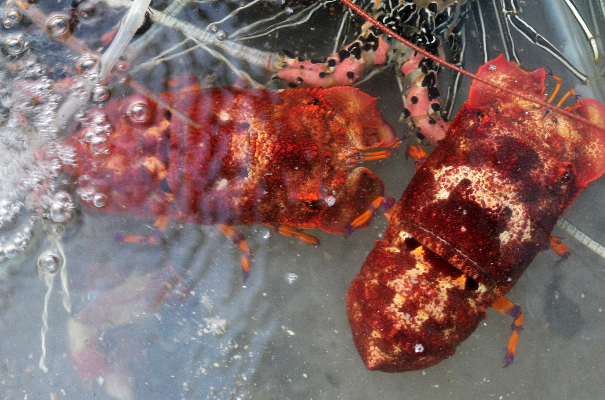 Cho dem thuy san o dao Ly Son anh 6