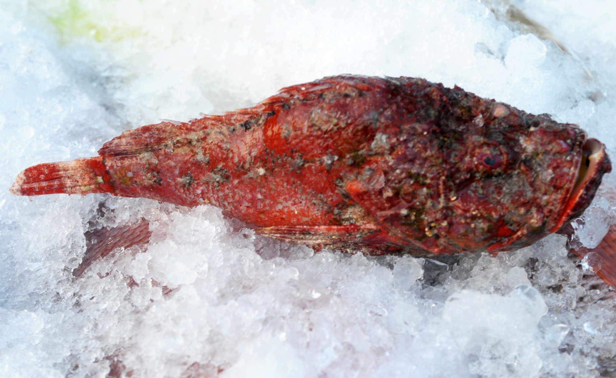 Cho dem thuy san o dao Ly Son anh 9