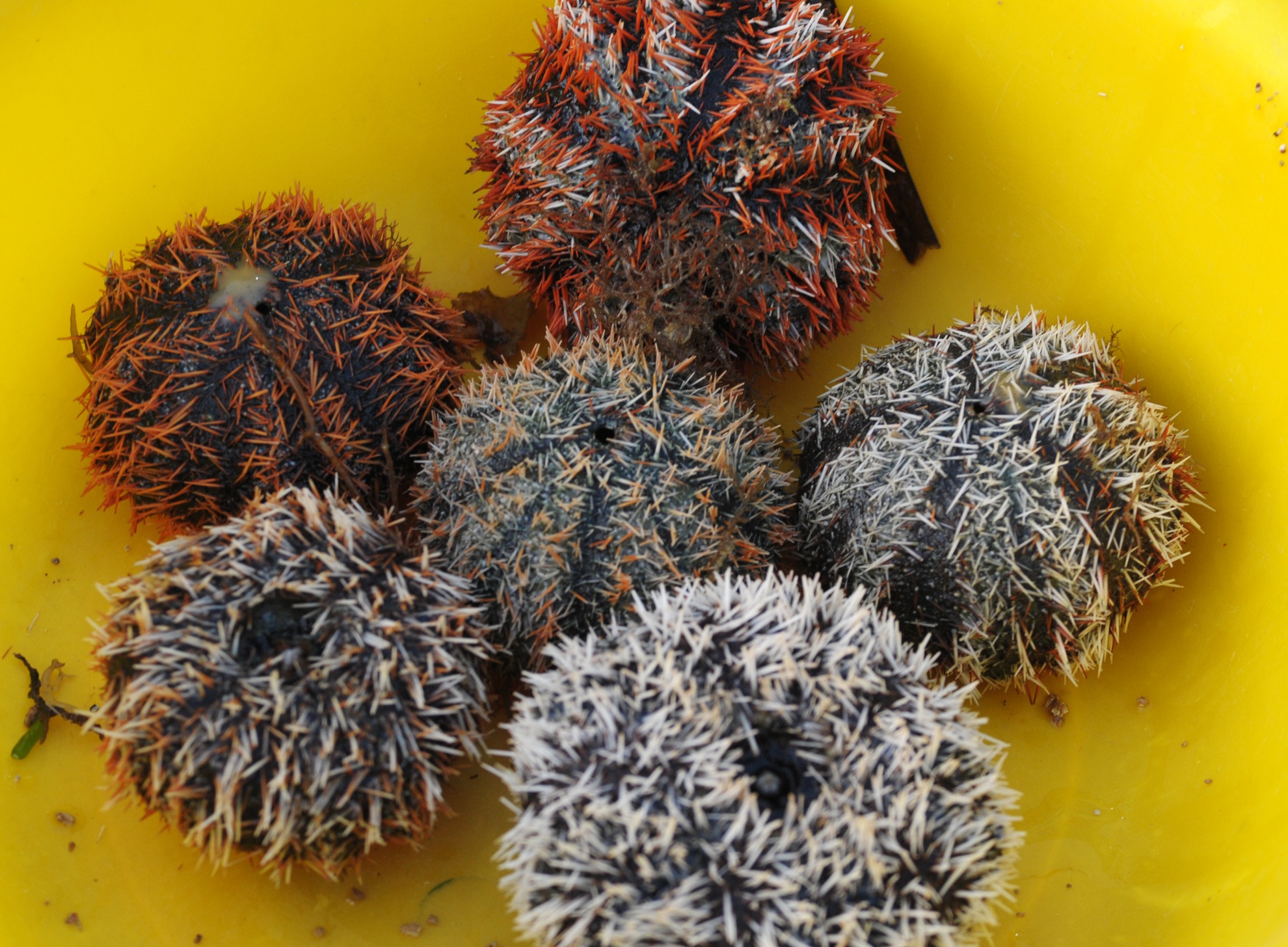 Cho dem thuy san o dao Ly Son anh 10