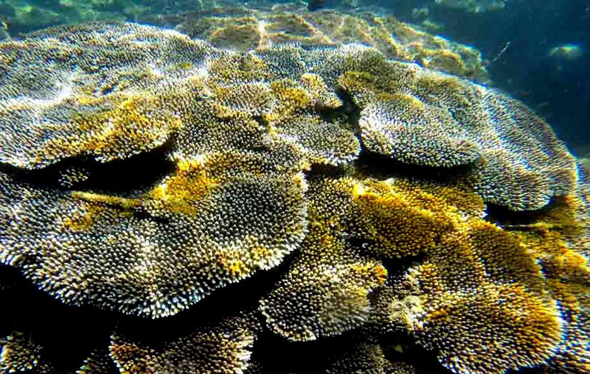 Da dang sinh hoc ban dao Son Tra anh 10