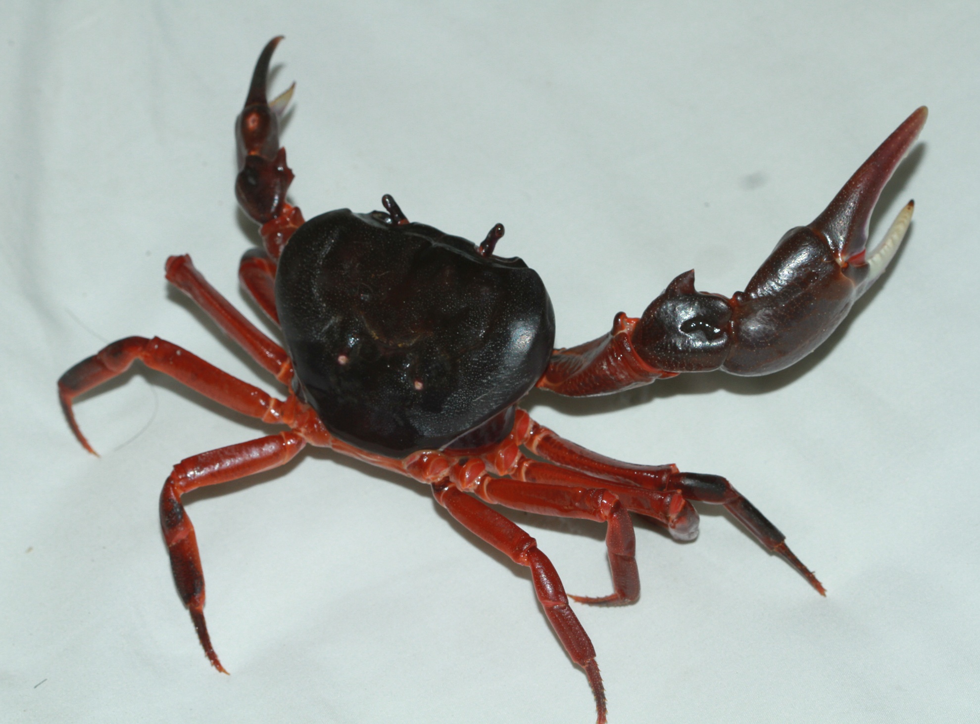 Da dang sinh hoc ban dao Son Tra anh 11