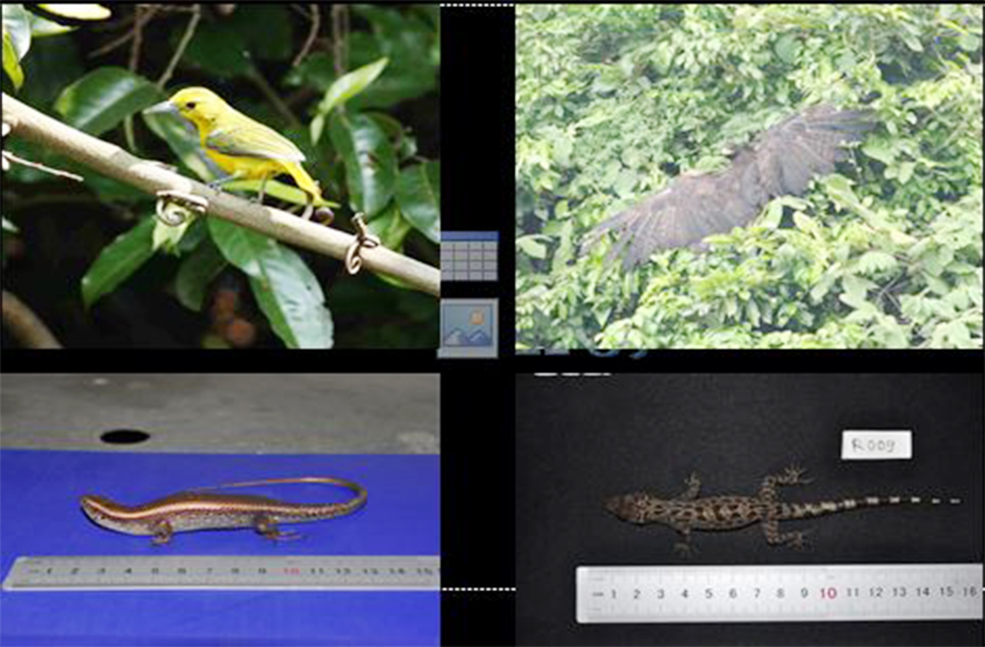 Da dang sinh hoc ban dao Son Tra anh 12