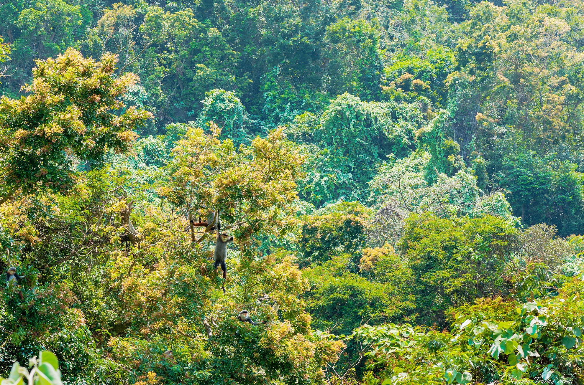 Da dang sinh hoc ban dao Son Tra anh 3