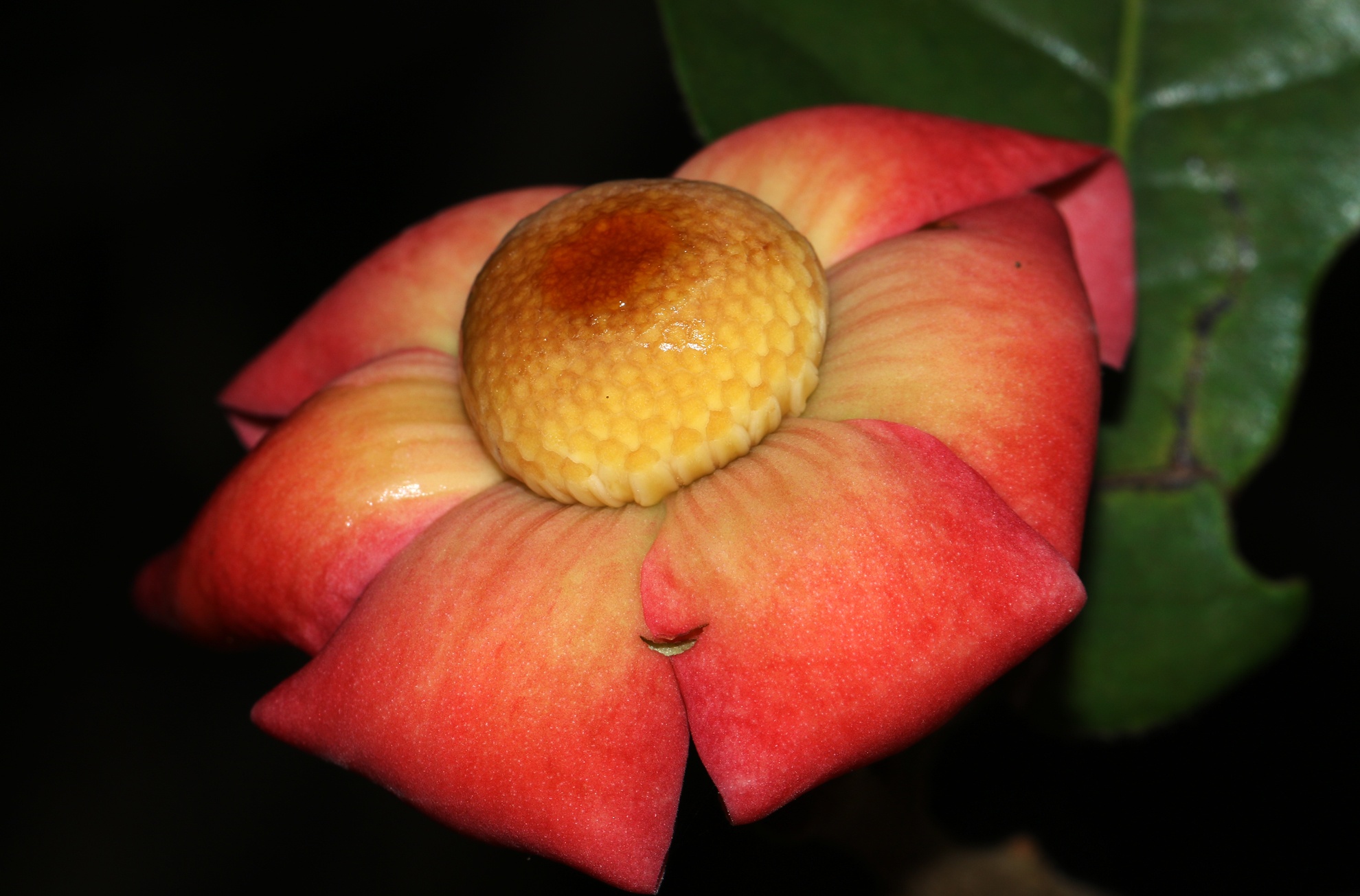 Da dang sinh hoc ban dao Son Tra anh 8