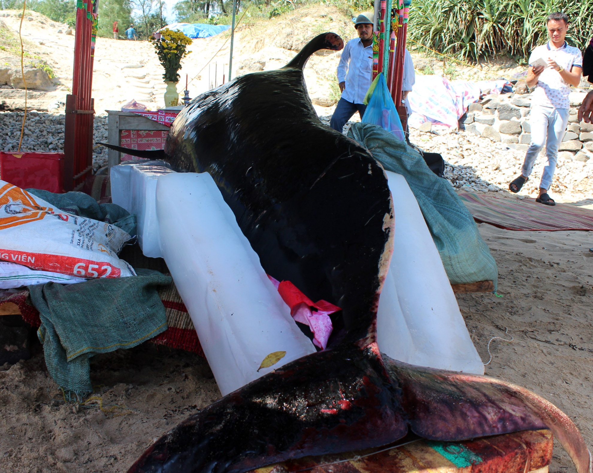 Ca Ong dat bo bien Quang Ngai anh 2