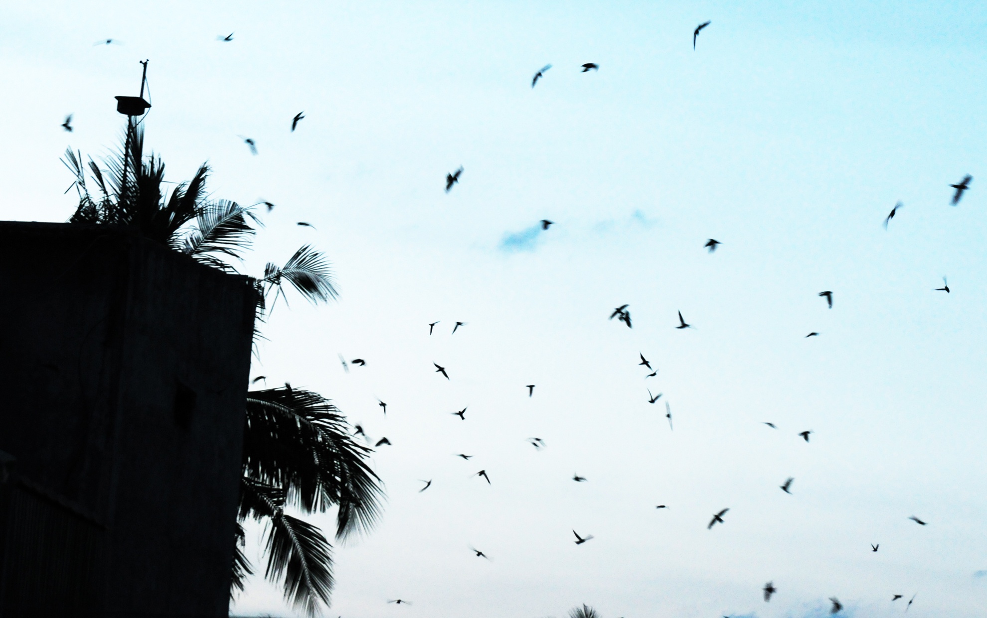 Chim yen bay rop troi lang chai Tam Quan Bac hinh anh