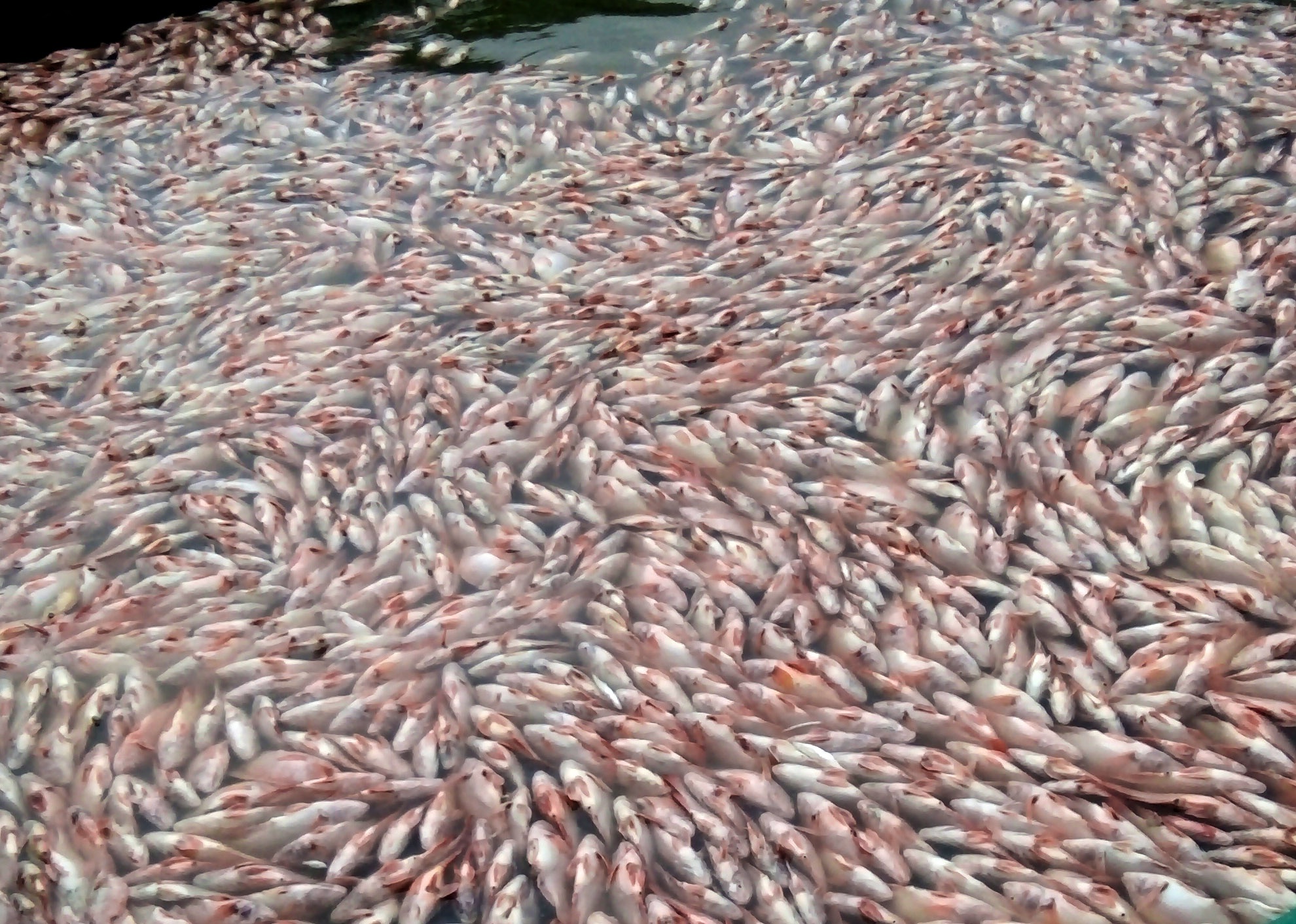 Ca chet trang ho, nhieu nguoi o Kon Tum lam canh trang tay hinh anh