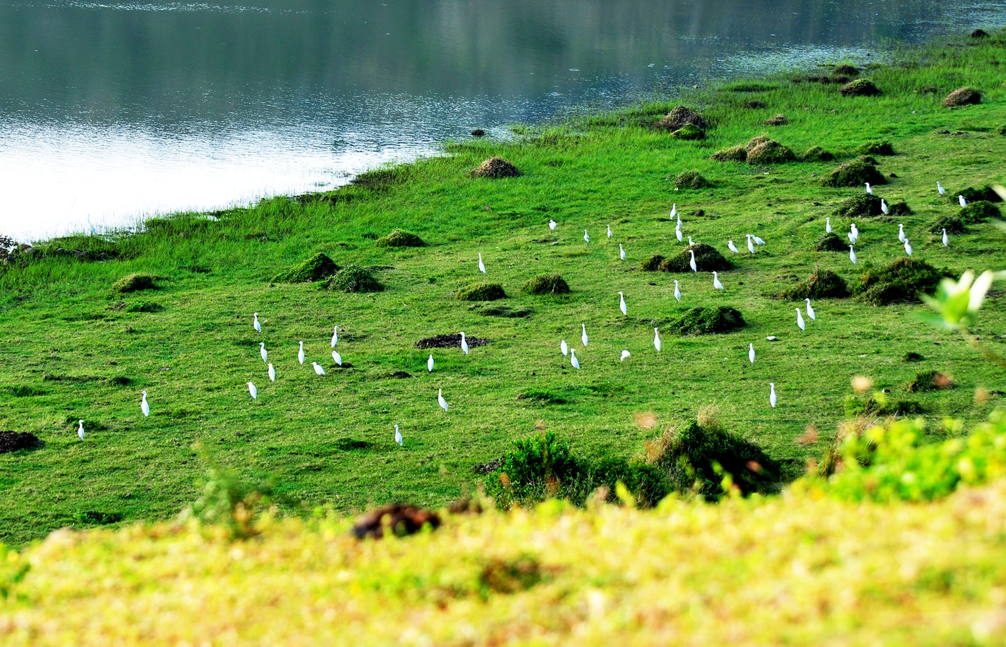 Can canh di san mieng nui lua Quang Ngai anh 6