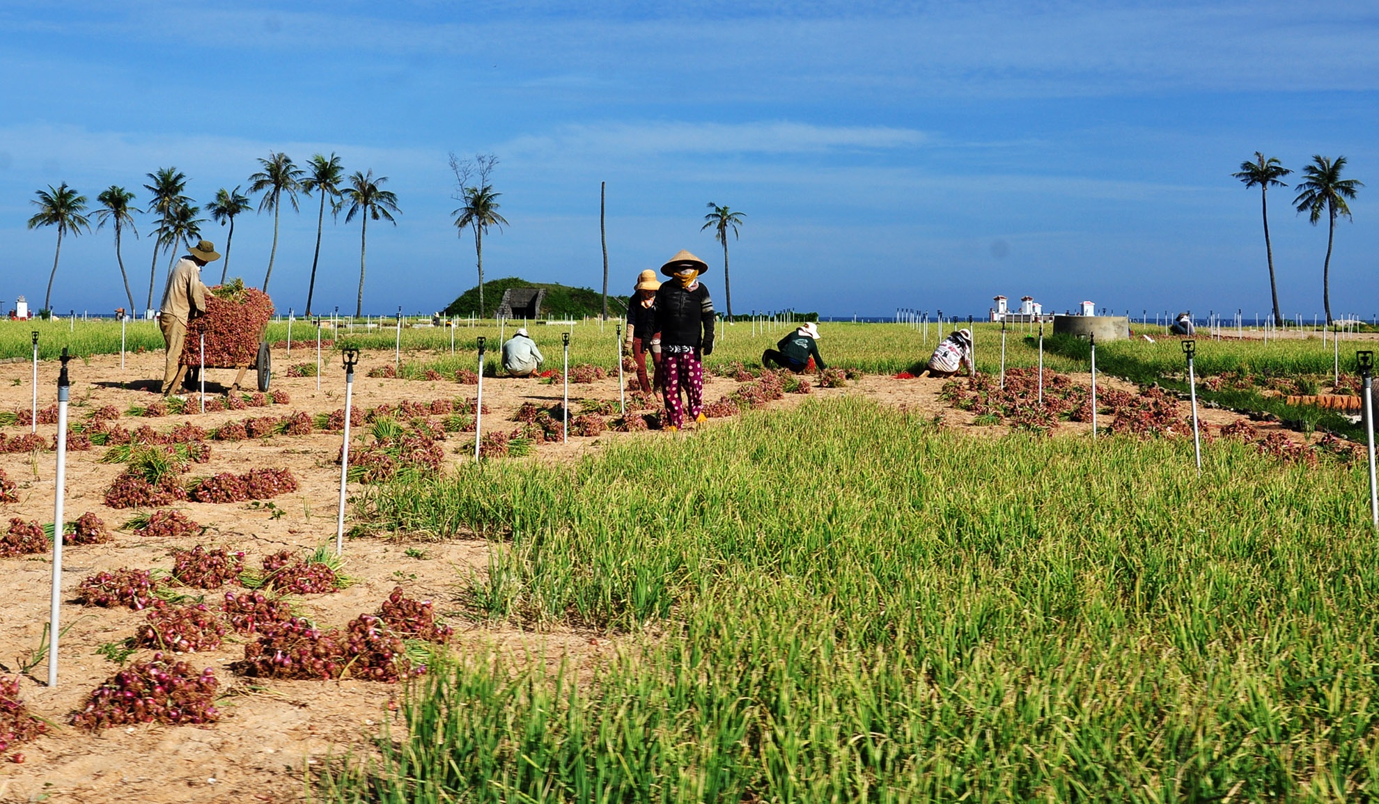 toi ly son,  hanh tim ly son anh 1