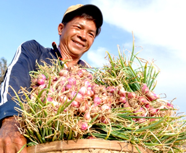 Mua hanh tim boi thu o huyen dao Ly Son hinh anh