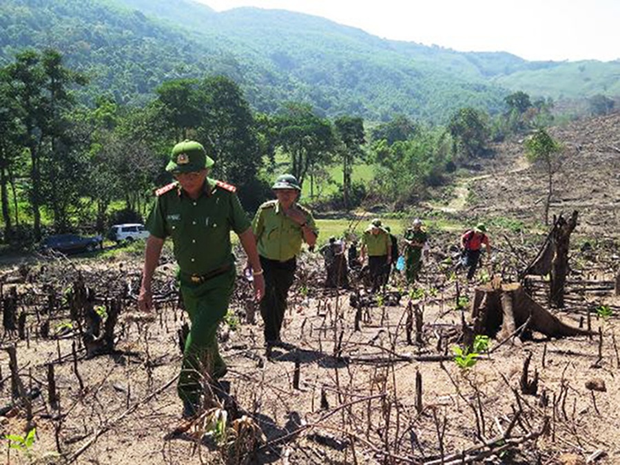 Thu tuong yeu cau dieu tra vu pha rung quy mo lon o Binh Dinh hinh anh