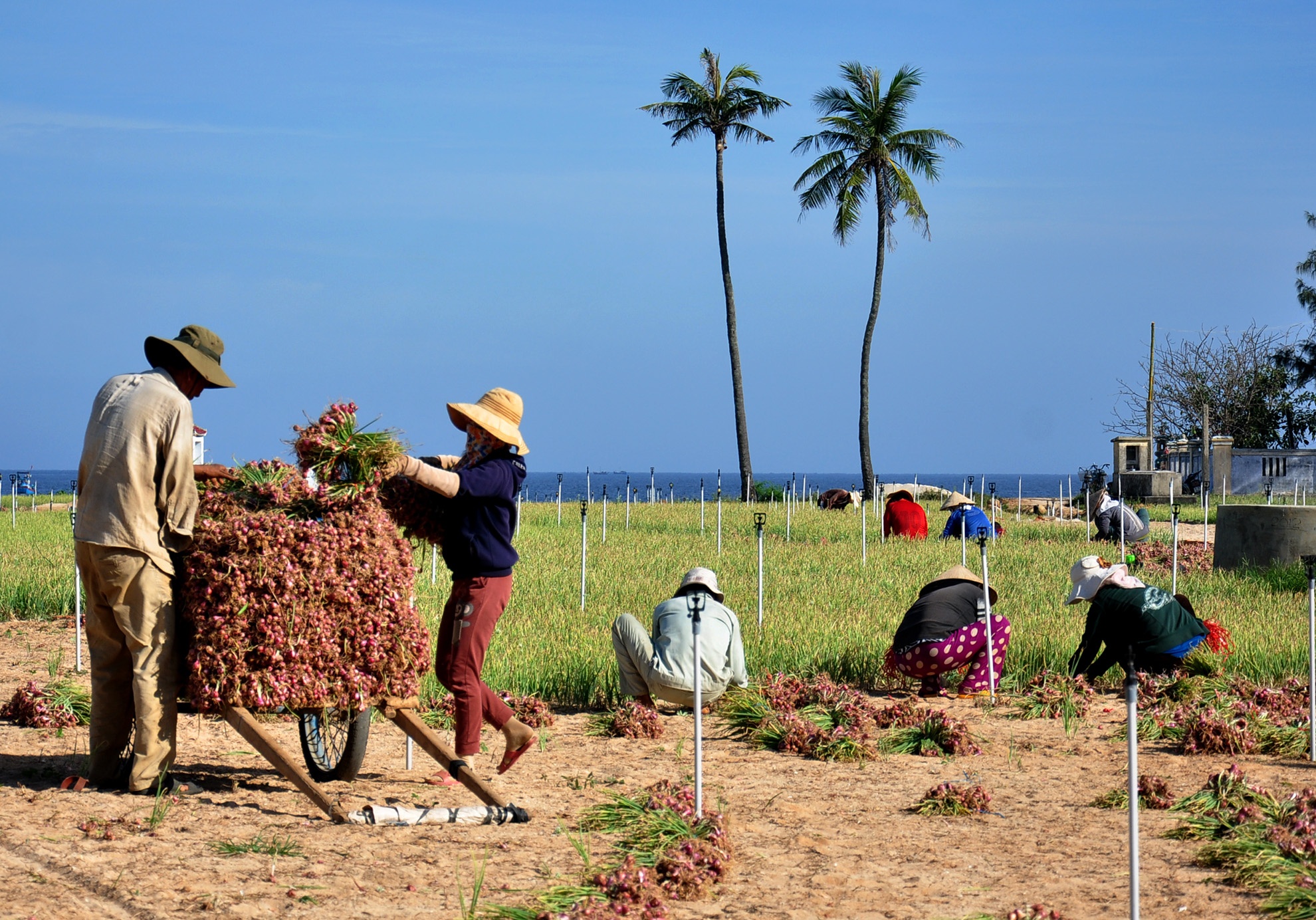 Vu hanh tim gia cao ky luc anh 1