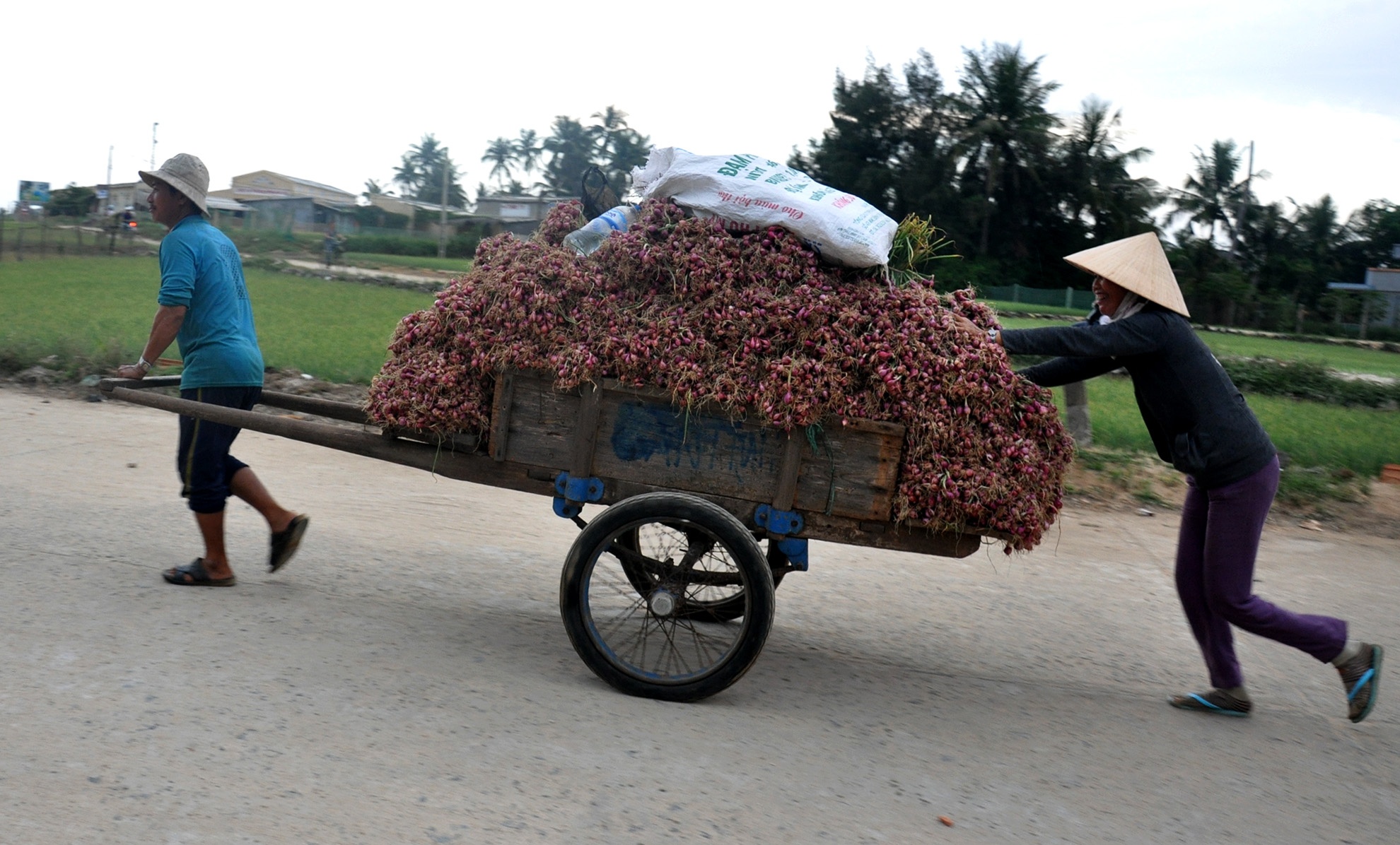 Gia cao ky luc, thuong lai do xo mua hanh tim Ly Son hinh anh