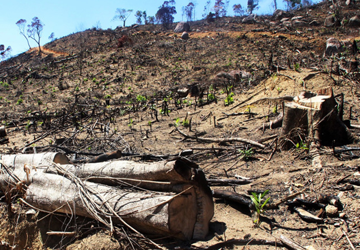 Phá rừng quy mô lớn ở Bình Định ảnh 1 Pha rung quy mo lon o Binh Dinh anh 1