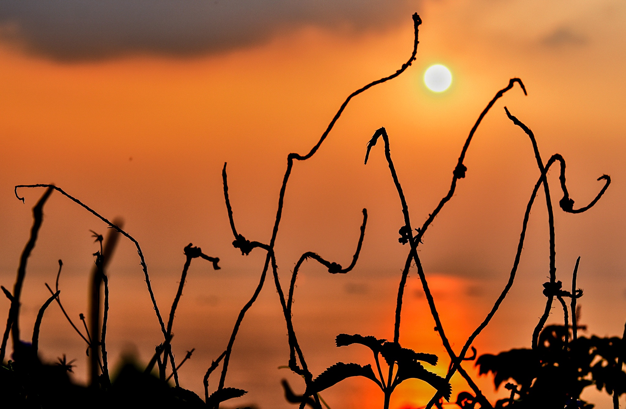 'Nu hoang linh truong' o ban dao Son Tra anh 9