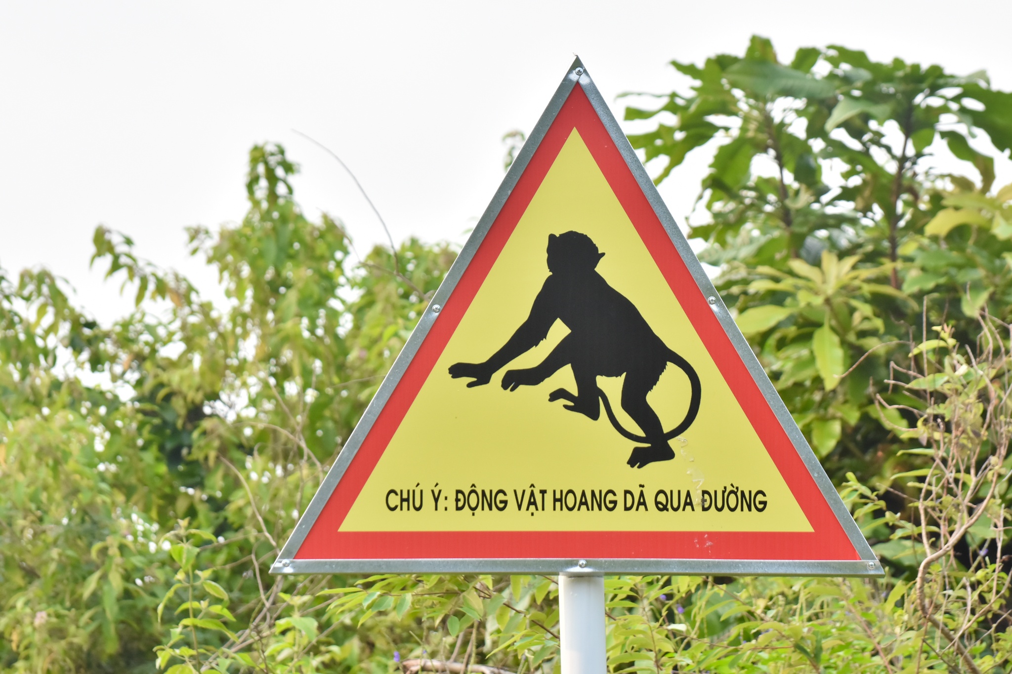 'Nu hoang linh truong' o ban dao Son Tra anh 8