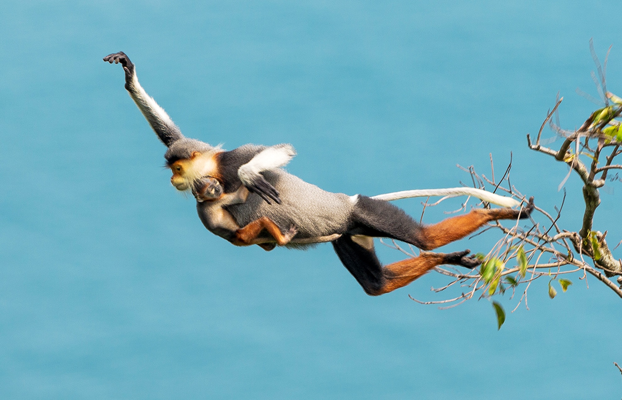 Vooc cha va chan nau, hinh anh nhan dien APEC 2017 cua Da Nang hinh anh