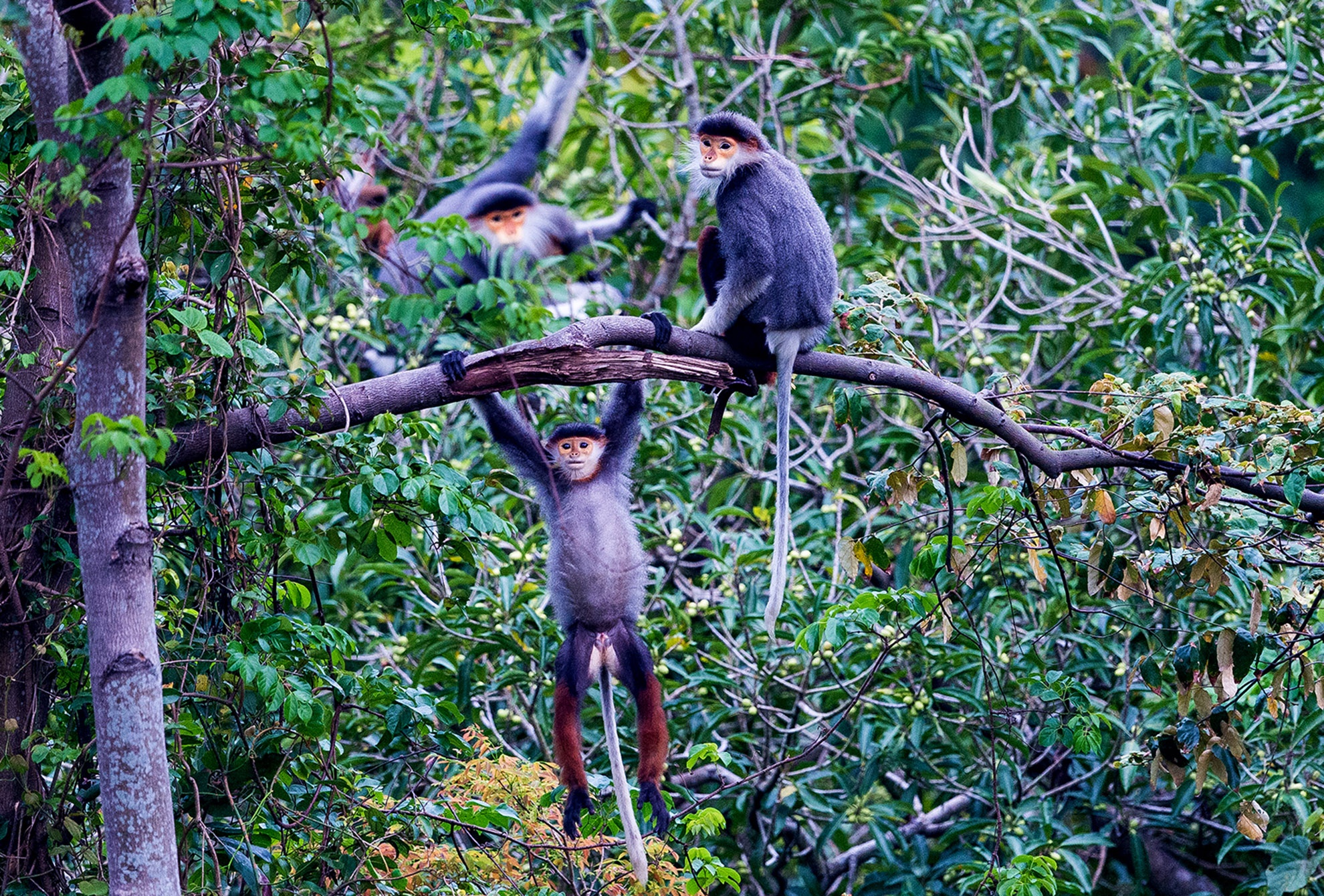 'Nu hoang linh truong' o ban dao Son Tra anh 3