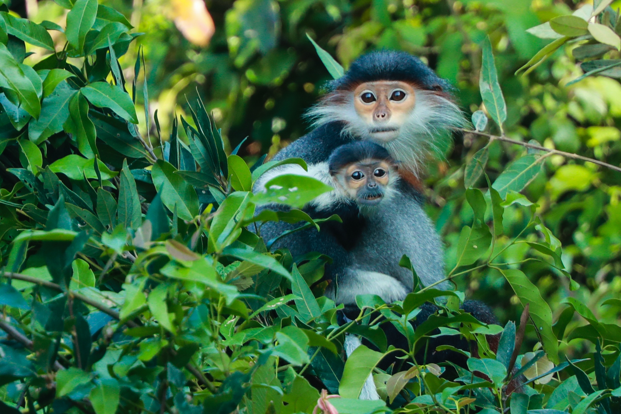 Phat hien nhieu ca the vooc Cha va, khi o rung Quang Tri hinh anh