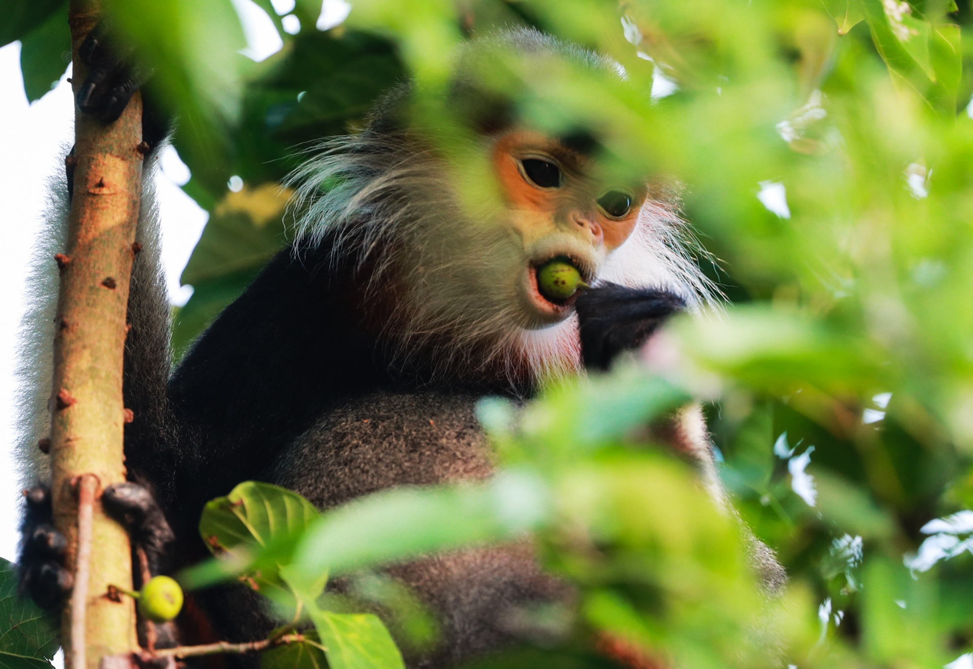 'Nu hoang linh truong' o ban dao Son Tra anh 5