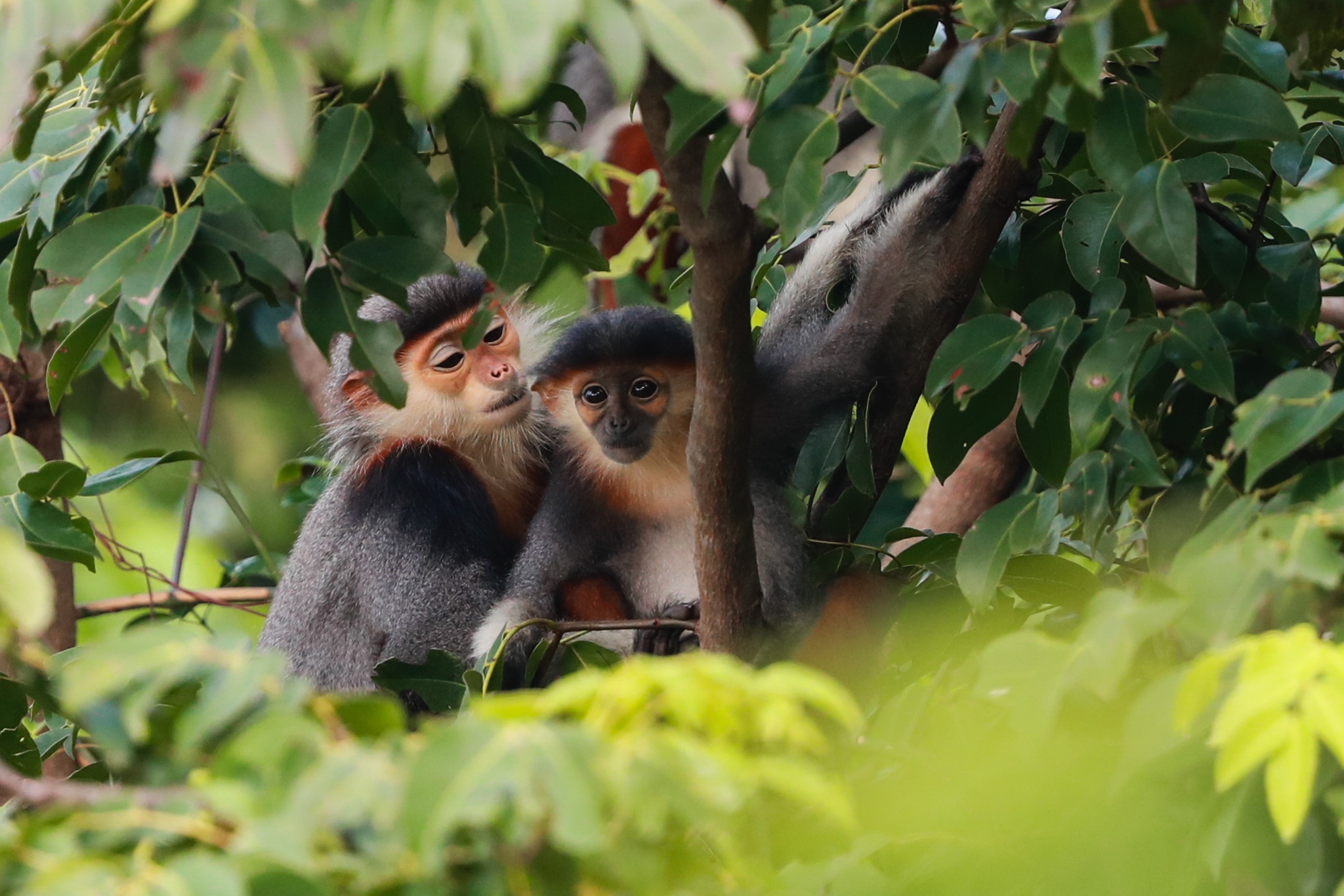Du khach thich thu ngam 'Nu hoang linh truong' o ban dao Son Tra hinh anh