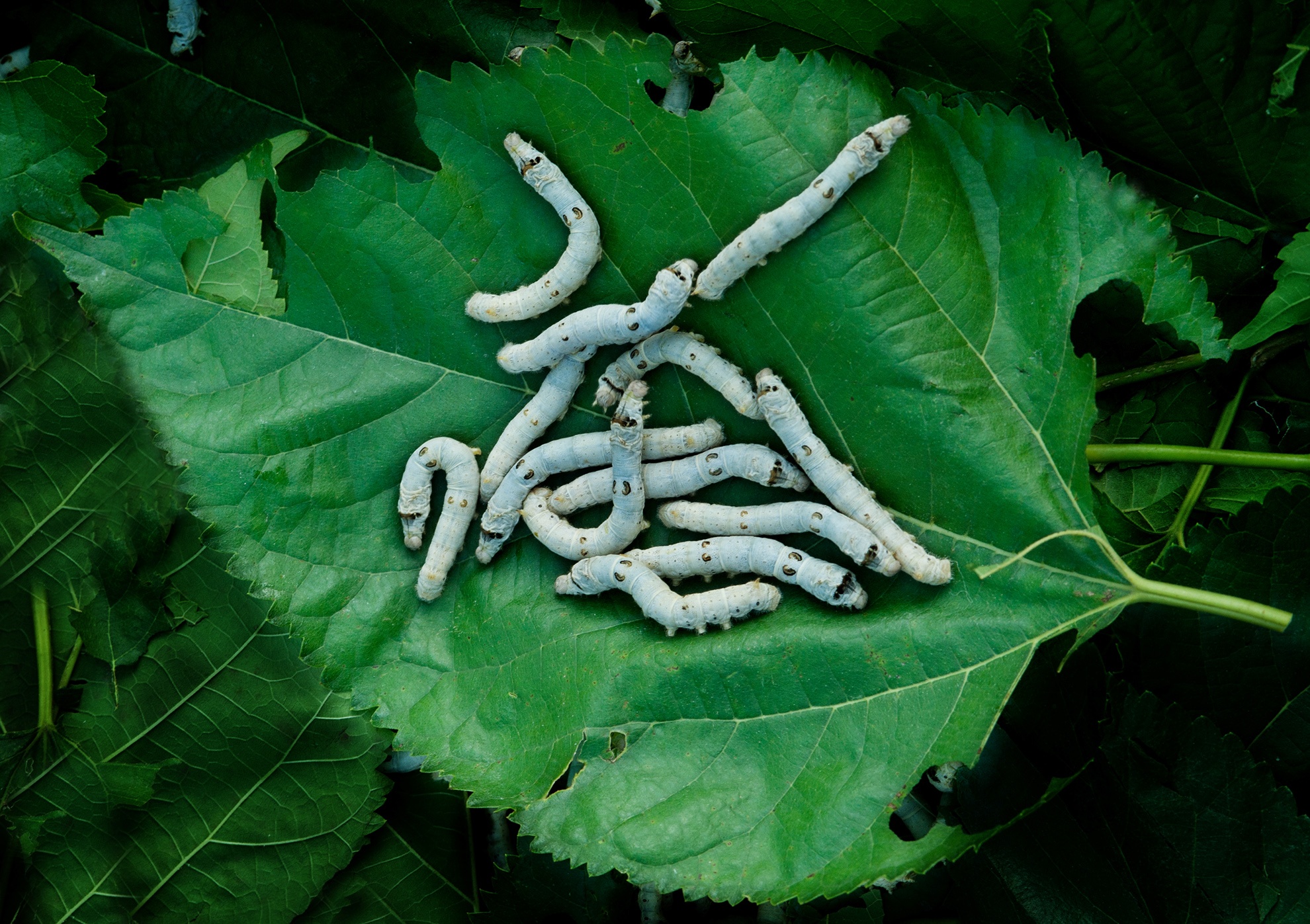 Lang lua to tam truyen thong 300 nam giua do thi co Hoi An anh 4