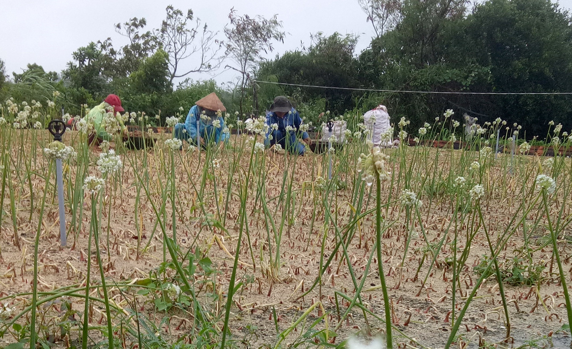 Nong dan Quang Ngai trong hanh tim thiet hai tien ty vi mua lon keo dai anh 2