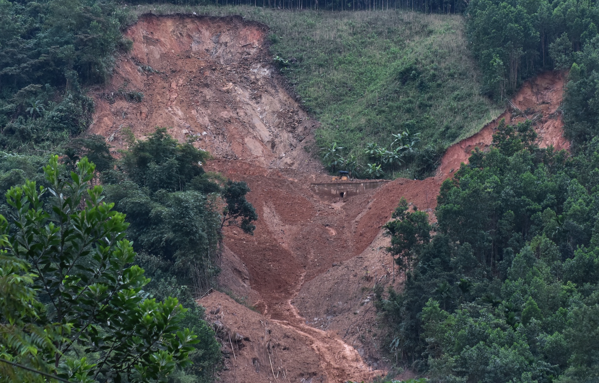 Hang loat 'ho tu than' o vung cao Quang Ngai anh 1