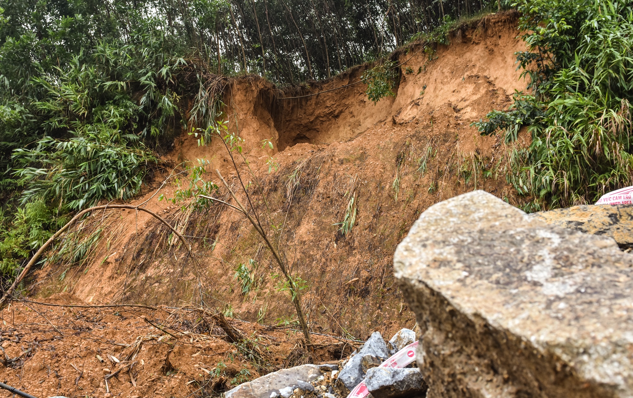 Hang loat 'ho tu than' o vung cao Quang Ngai anh 6