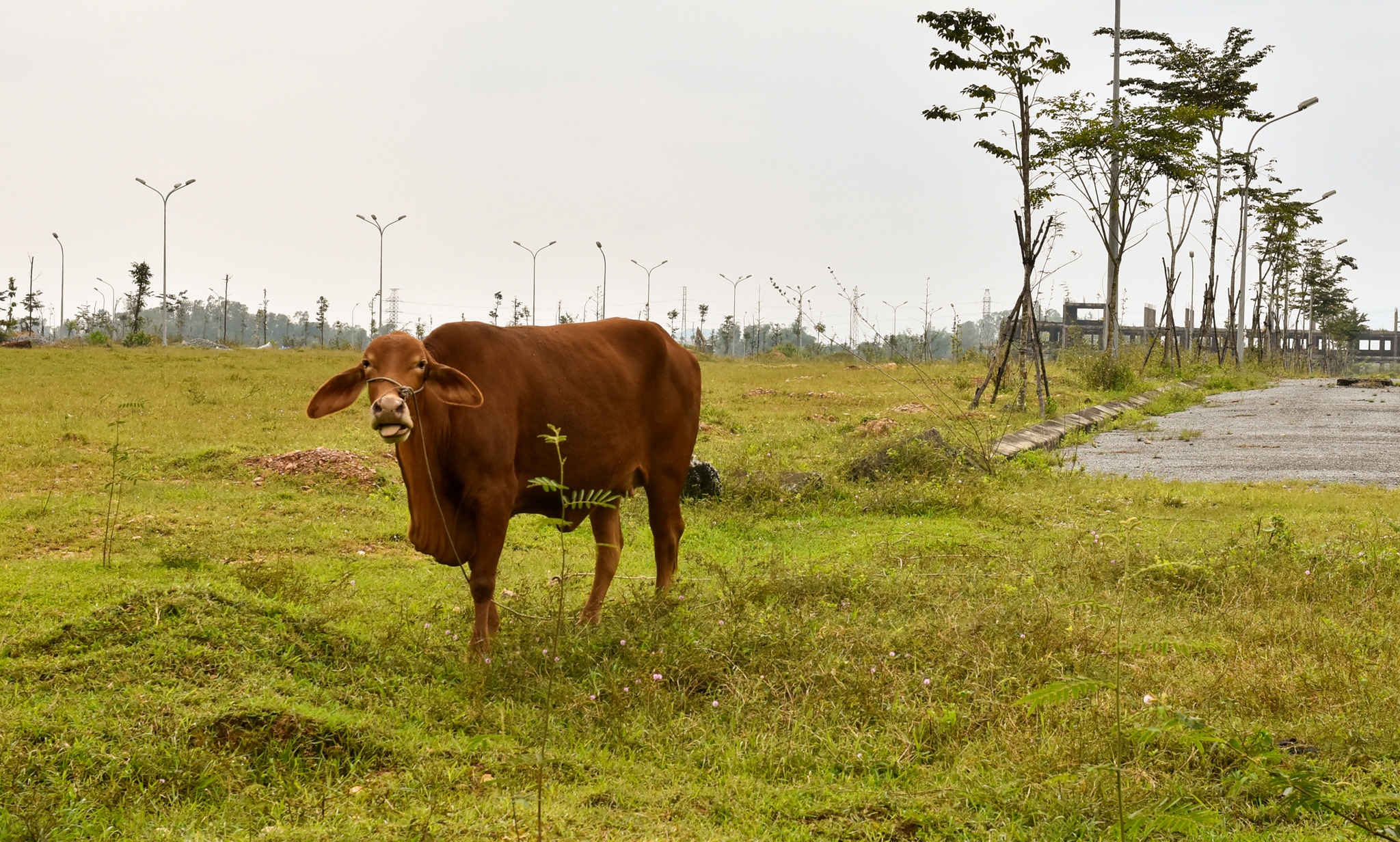 O at lam cac khu do thi o Quang Ngai anh 3