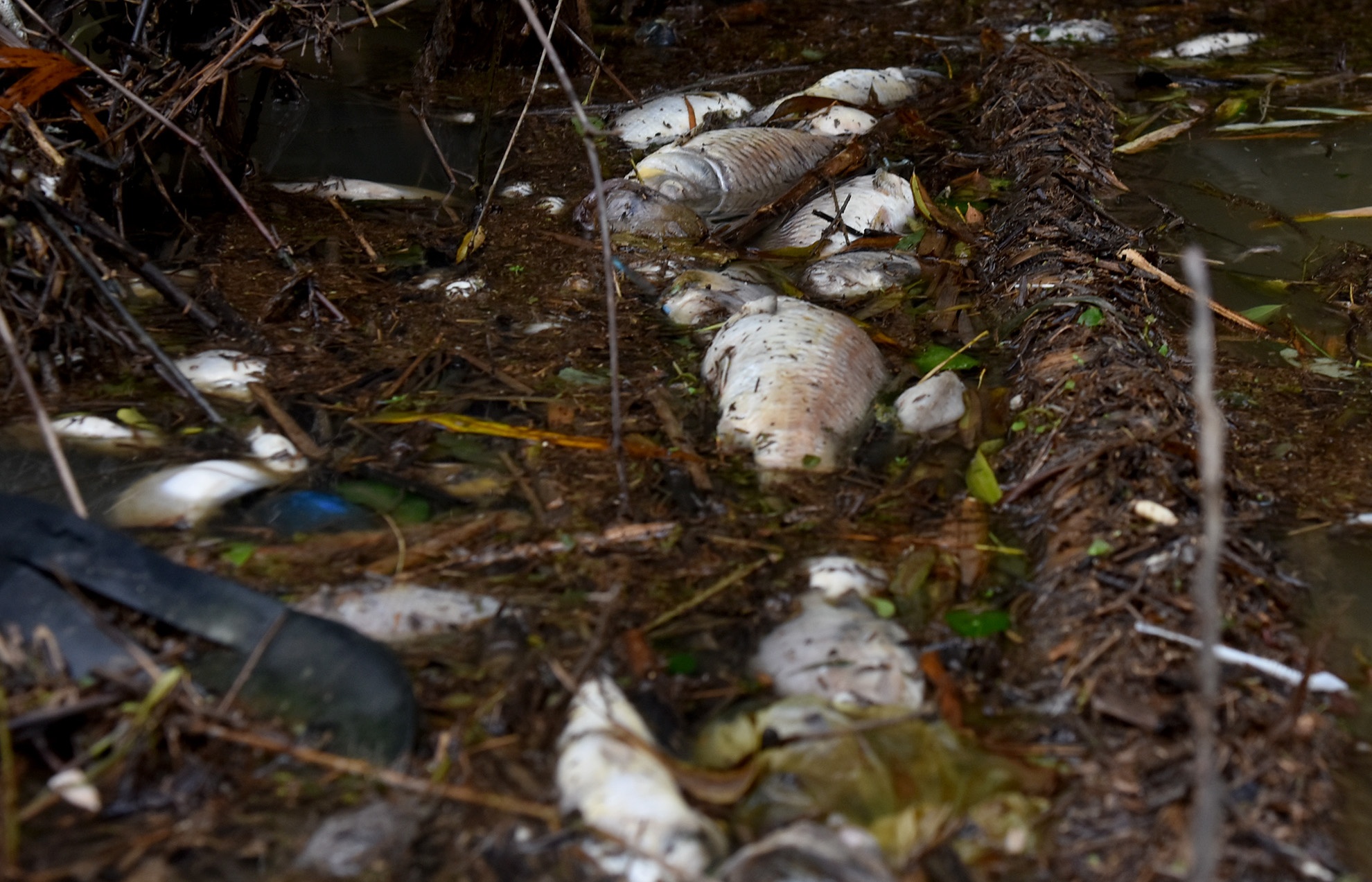 Cong nhan thu gom, xu ly ca chet bat thuong tren song Phu hinh anh