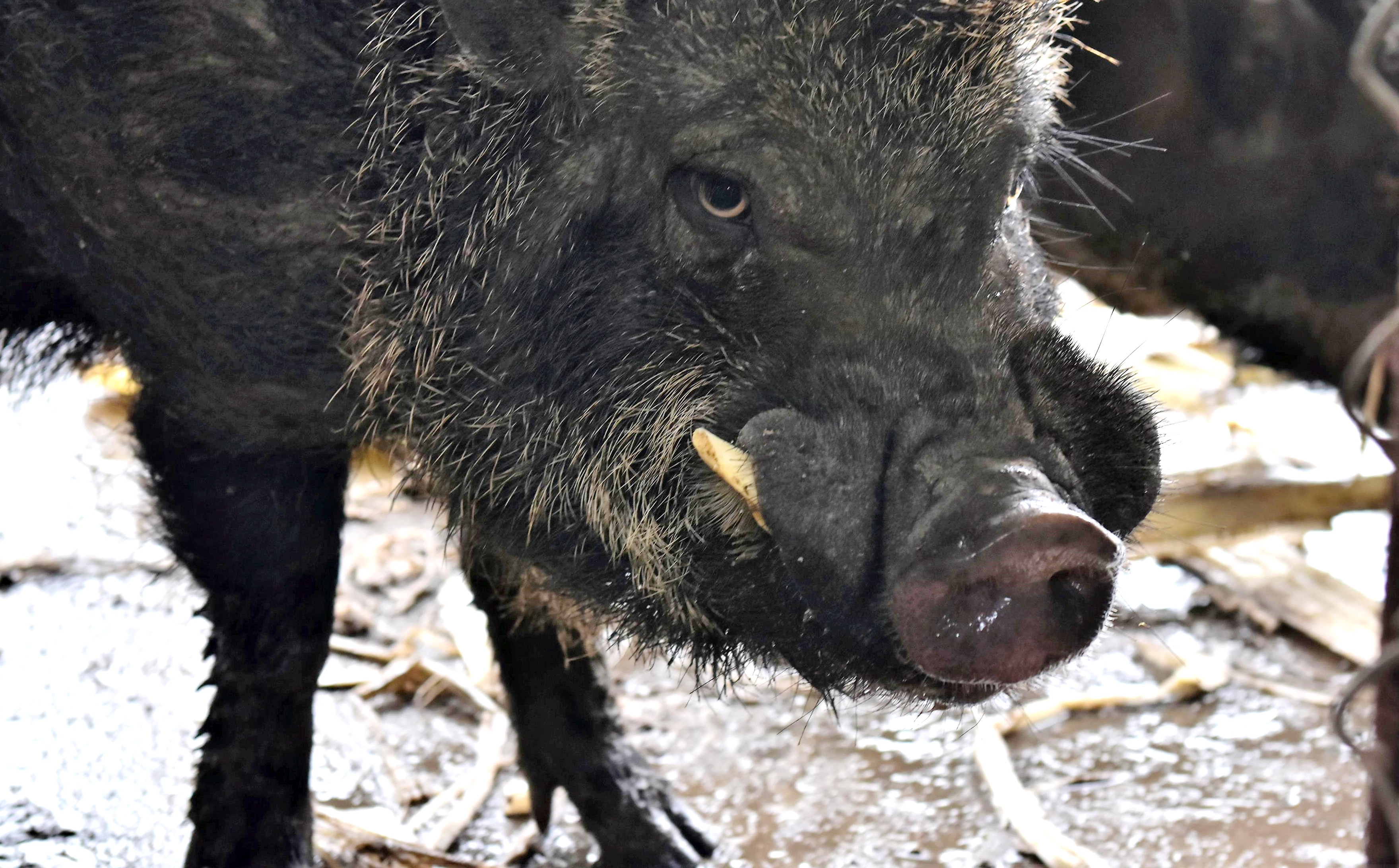 Trai heo rung lai thu lai gap 4 lan heo nha cua lao nong xu Quang hinh anh