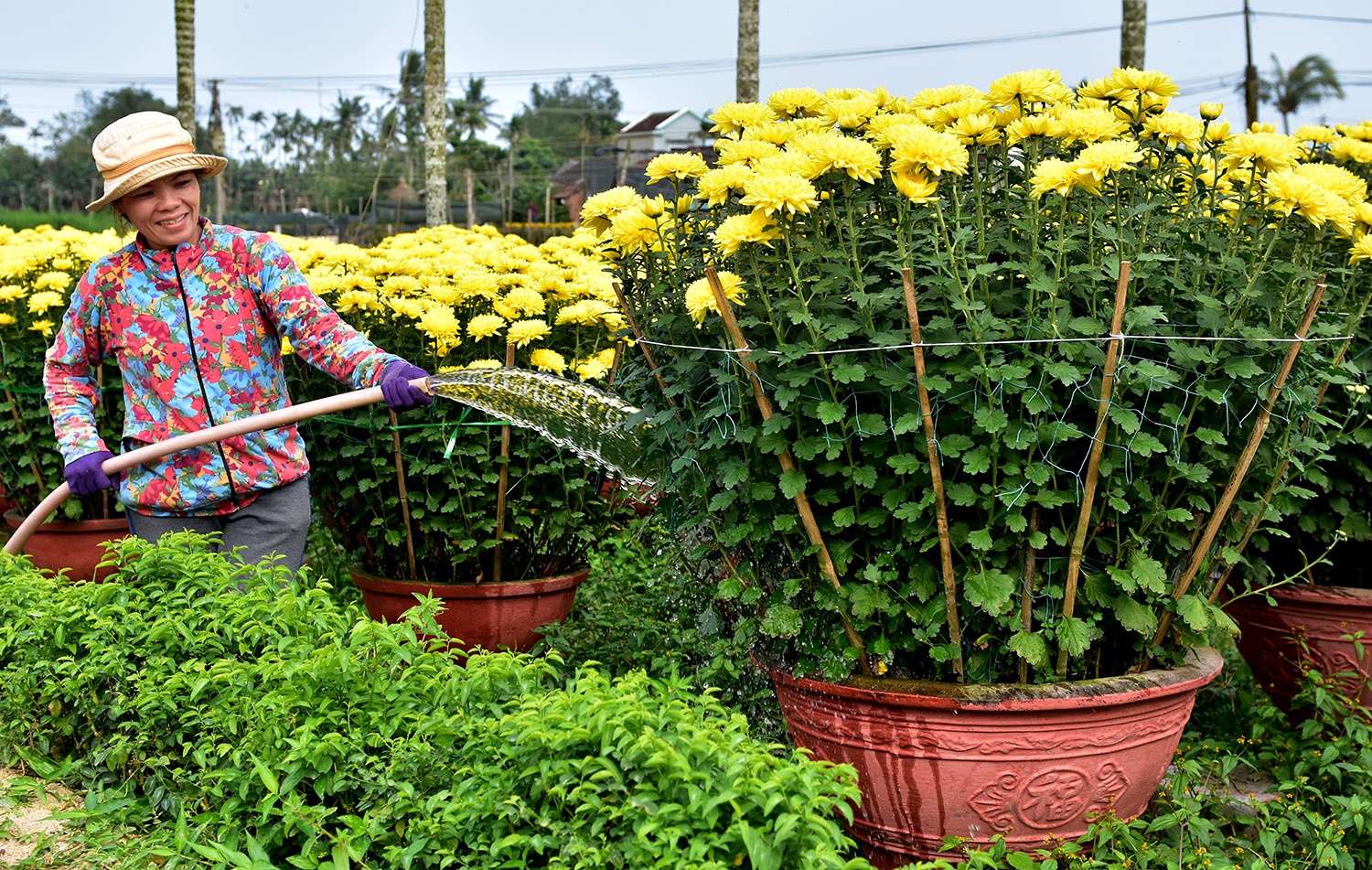 Thoi tiet bat loi, dan Quang Ngai van thu lai lon tu hoa Tet hinh anh