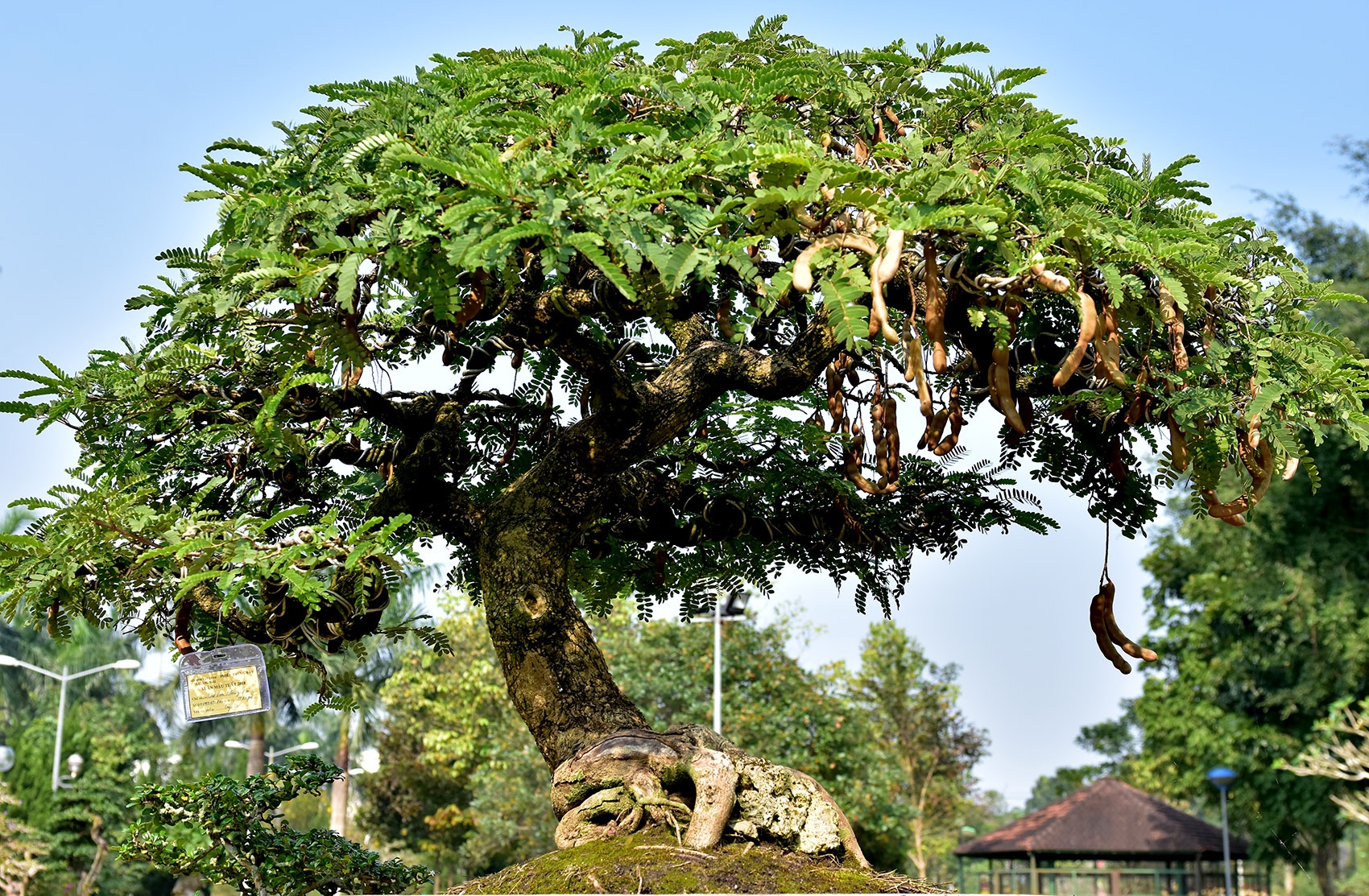 Cap me 'phu the' co thu triu qua o hoi hoa xuan hinh anh