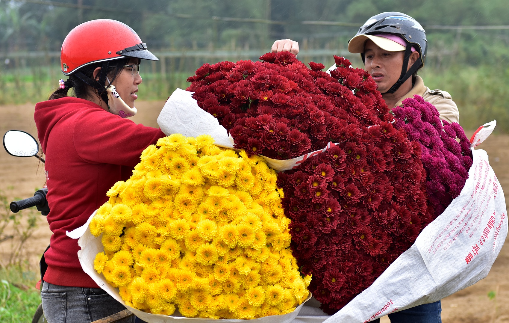 Do xo ve lang hoa mua cuc dong tien dip Tet Mau Tuat hinh anh